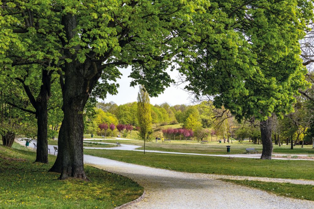 Obrazek przedstawia Park Cytadela. Biała wijąca się ścieżka, wokół niej soczyście zielona trawa, oraz kwitnące drzewa. Na drugim planie - parkowe ławki, w tle widać więcej drzew różnych gatunków. - grafika artykułu