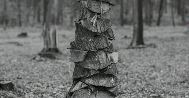 Czarno-białe zdjęcie przedstawiająca ułożone na sobie pnie drzewa we lesie.