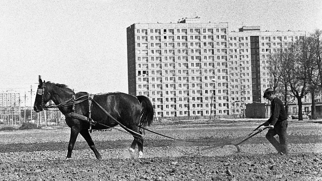 Mężczyzna i koń pracują na tle blokowiska.