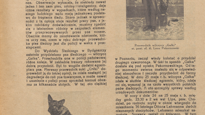 Artykuł ze starej gazety, na której widać psa "Gałkę" i jego przewodnika.