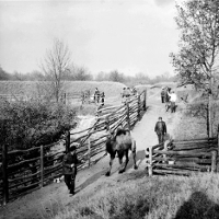 Od menażerii do Nowego Zoo