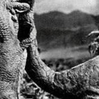 Operacja "Muza" rozpoczęta