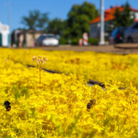 Ostatnie bastiony dzikiego