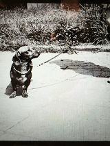 Czarno-biała, archiwalna fotografia przedstawia jamnika na smyczy, stojącego na chodniku i patrzącego w górę. Obok psa znajdują się jedynie nogi dwóch osób - po lewej w spodniach i sandałach, po prawej w spódnicy i butach na obcasie. Tło stanowi kępa traw oraz niskie ogrodzenie, co nadaje ujęciu codzienny, spacerowy charakter.