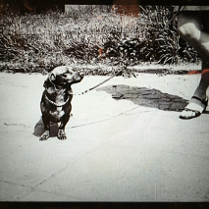 Czarno-biała, archiwalna fotografia przedstawia jamnika na smyczy, stojącego na chodniku i patrzącego w górę. Obok psa znajdują się jedynie nogi dwóch osób - po lewej w spodniach i sandałach, po prawej w spódnicy i butach na obcasie. Tło stanowi kępa traw oraz niskie ogrodzenie, co nadaje ujęciu codzienny, spacerowy charakter.