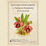 grafika - storczyk