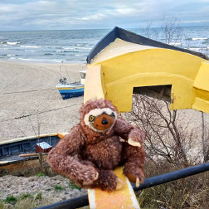 leniwiec na plaży