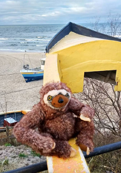leniwiec na plaży