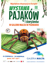 Na srodku brązowy pająk na dużym zielony liściu. Na górze duży zielony napis na białym tle. Na dole małe napisy.
