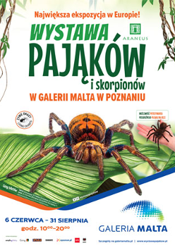 Na srodku brązowy pająk na dużym zielony liściu. Na górze duży zielony napis na białym tle. Na dole małe napisy.