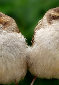 Dwa małe ptaszki, jeden patrzy w lewo, drugi w prawo.