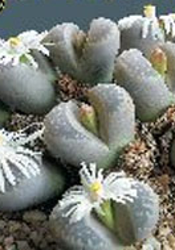 Kwitnące żywe kamienie.