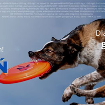 Pies z frisbee w pysku.