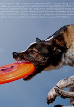 Pies z frisbee w pysku.