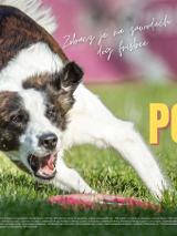 Pies biegnący po trawniku, aby ponieść freesbiee. Po prawej zólte napisy, a po lewej różowa kolumna z sponsorami i partnerami.