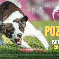 Pies biegnący po trawniku, aby ponieść freesbiee. Po prawej zólte napisy, a po lewej różowa kolumna z sponsorami i partnerami.