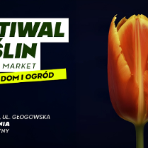 Zdjęcie kwiatu tulipana na ciemnym tle. Szczegółowe informacje na temat wydarzenia w treści artykułu.