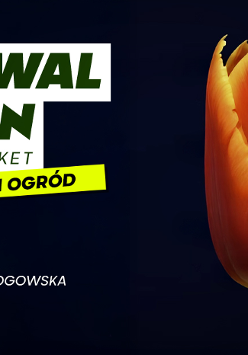 Zdjęcie kwiatu tulipana na ciemnym tle. Szczegółowe informacje na temat wydarzenia w treści artykułu.