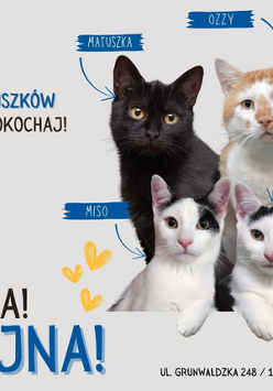 Z prawej strony plakatu zdjęcia 6 kotów na szarym tle z podpisanymi imionami w niebieskich prostokątach. Z lewej strony nazwa wydarzenia oraz grafika przedstawiająca kobietę z megafonem. U góry logo Fundacji Kłębek i hasło "Tej, wpadnij do Kłębuszków - poznaj, pogłaskaj, pokochaj". W prawym dolnym rogu data, godzina i miejsce wydarzenia. Informacje zawarte w treści artykułu."