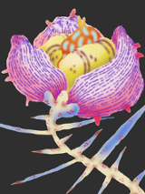 Grafika kolorowego kwiata w dużym przybliżeniu na czarnym tle.