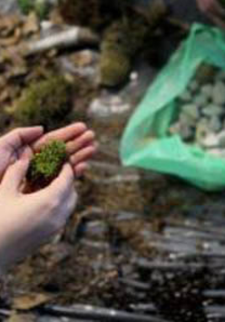 poszukiwanie kamieni i mchu