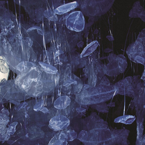 Praca Bogusławy Koszałki