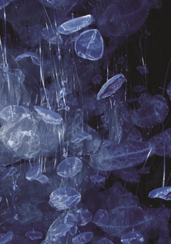 Praca Bogusławy Koszałki