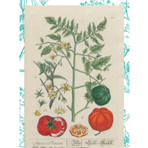 Praca Elizabeth Blackwell 1754-1773