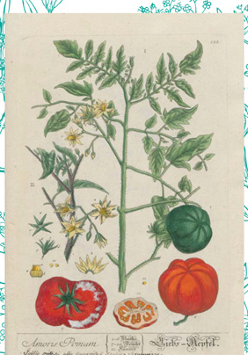 Praca Elizabeth Blackwell 1754-1773