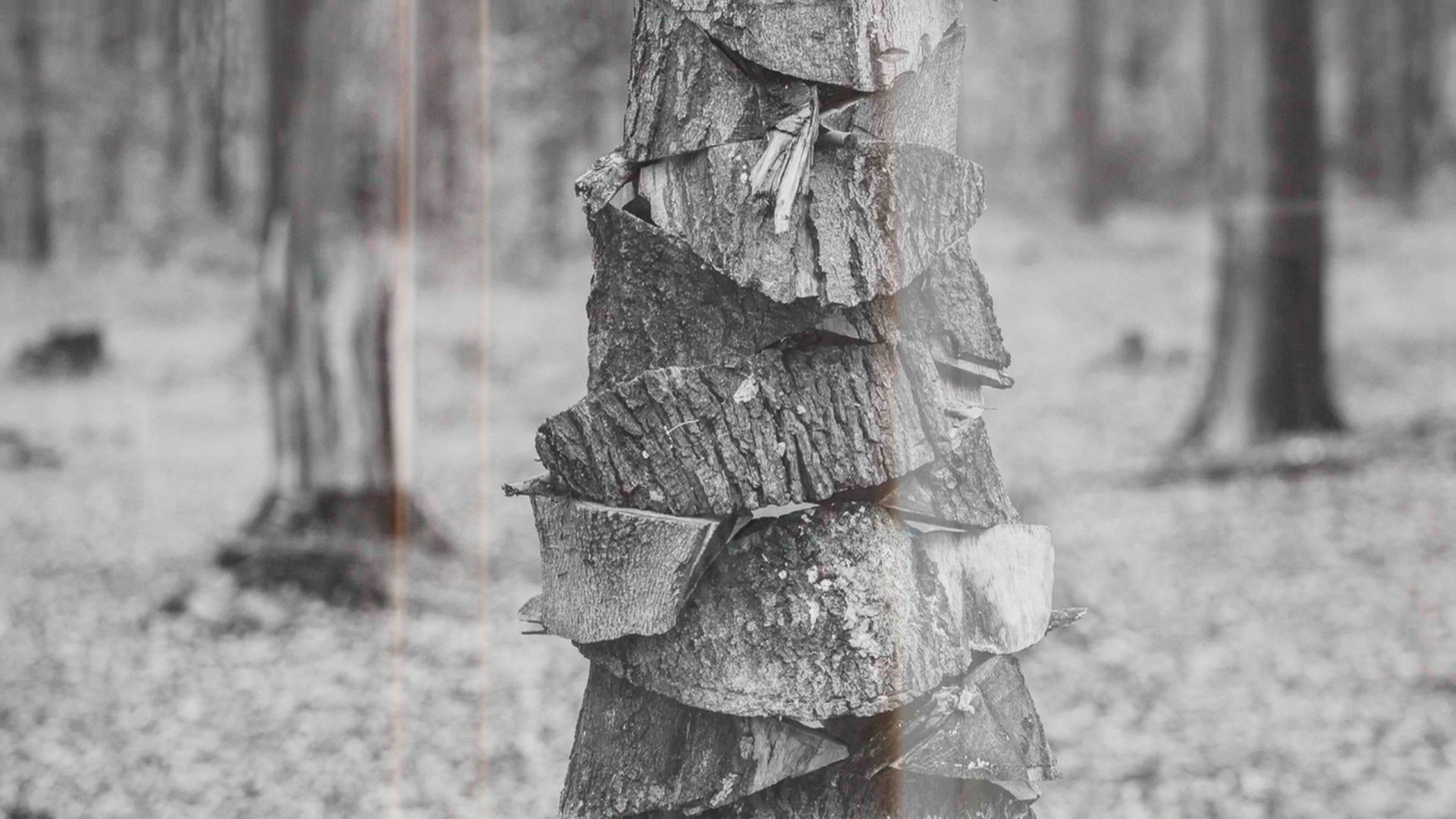 Wystawa fotografii „Prace leśne” Michała Łuczka dotyczącą tematu polskich lasów.