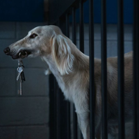 PROSTO Z EKRANU. Psy lepsze od ludzi