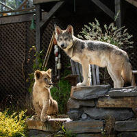 PROSTO Z EKRANU. Więzi międzygatunkowe