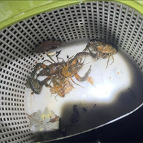 Rak pręgowaty w koszyku. Obok inne raki i suchy liść.