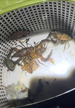 Rak pręgowaty w koszyku. Obok inne raki i suchy liść.