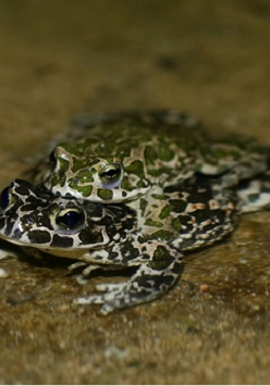 2 ropuchy, jedna na drugiej.