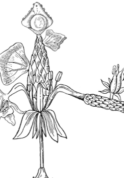 Czarna, konturowa i szczegółowa, botaniczna ilustracja rośliny na białym tle.