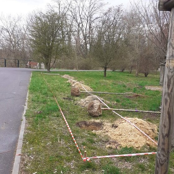 sadzonki drzew leżą na trawniku