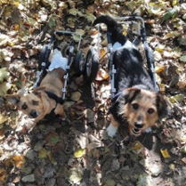 Dwa psy na spacerze.