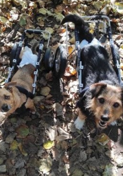 Dwa psy na spacerze.