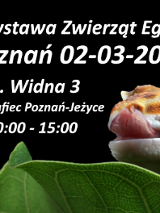 Na czarnym tle pomarańczowo-biały gekon siedzący na liściu. Informacje o giełdzie w opisie wydarzenia.