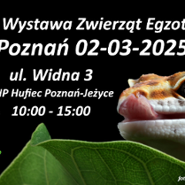 Na czarnym tle pomarańczowo-biały gekon siedzący na liściu. Informacje o giełdzie w opisie wydarzenia.