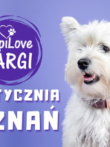 Po prawej biały maltańczyk, po lewej białe napisy z datą i nazwą wydarzenia. Tło grafiki ma fioletowy kolor.