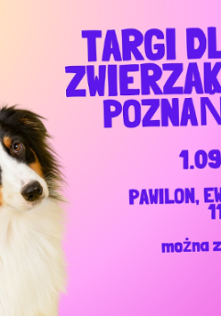 Na kolorowym tle trójkolorowy piesek z długą sierścią i długimi, oklapniętymi uszami. Piesek patrzy przed siebie i łagodnie pochyla głowę.