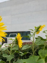 sloneczniki na tle muzeum