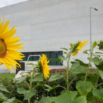sloneczniki na tle muzeum