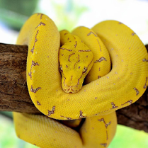 wąż wiszący na gałęzi