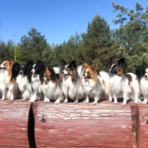 Grupa dziewięciu psów rasy papillon siedzi w rzędzie na grubych, drewnianych kłodach na tle zielonego lasu i bezchmurnego, niebieskiego nieba. Psy mają charakterystyczne, puszyste uszy w kształcie skrzydeł motyla oraz biało-brązowe lub biało-czarne umaszczenie. Zwierzęta patrzą w różnych kierunkach w pełnym słońcu, tworząc uroczy, zbiorowy portret.