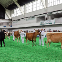 Zdjęcie przedstawia krowy na wystawie w hali MTP.
