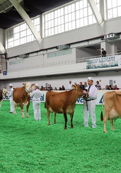 Zdjęcie przedstawia krowy na wystawie w hali MTP.