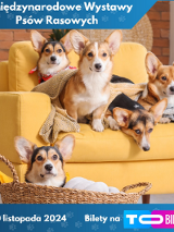 Zdjęcie, na zółtym fotelu siedzą cztery psy, przed fotelem, w koszyku leży jeden pies.